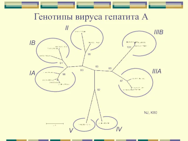 Генотипы вируса гепатита А