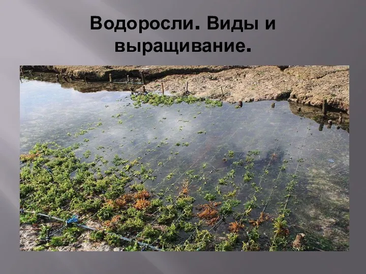 Водоросли. Виды и выращивание.