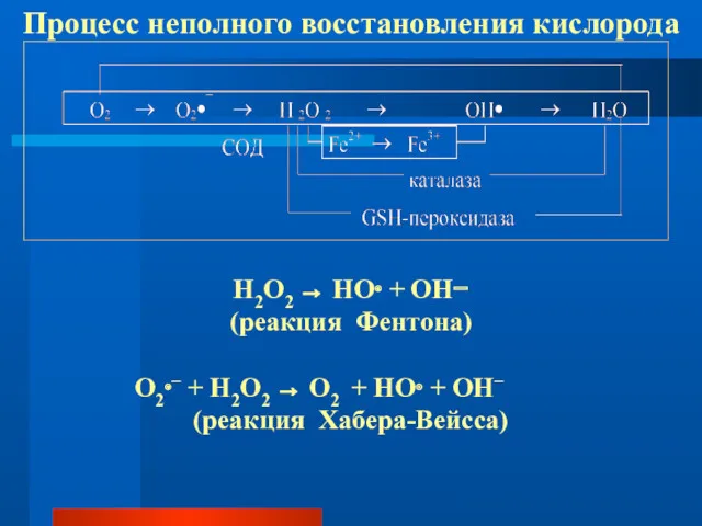 H2O2 → НО∙ + OH− (реакция Фентона) О2∙– + H2О2 → О2 +