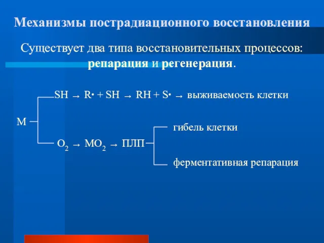 Механизмы пострадиационного восстановления Существует два типа восстановительных процессов: репарация и регенерация. SH →