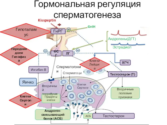 Гормональная регуляция сперматогенеза Гипоталамус Клетки Сертоли Ингибин В ФСГ ЛГ