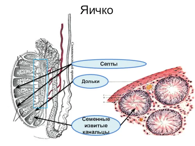 Яичко Септы Дольки Семенные извитые канальцы