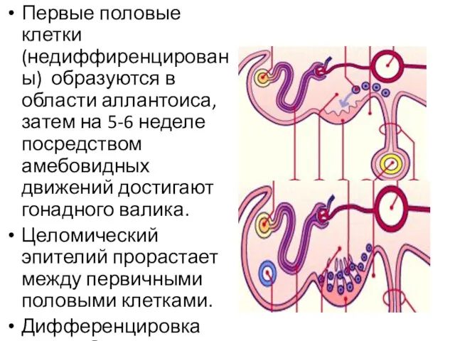 Первые половые клетки (недиффиренцированы) образуются в области аллантоиса, затем на