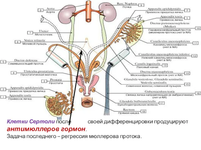 Клетки Сертоли после своей дифференцировки продуцируют антимюллеров гормон. Задача последнего – регрессия мюллерова протока.