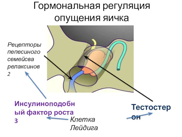 Гормональная регуляция опущения яичка Клетка Лейдига Тестостерон Инсулиноподобный фактор роста 3 Рецепторы пепесиного семейсва релаксинов 2