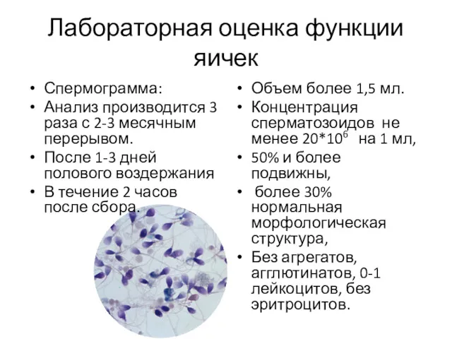 Лабораторная оценка функции яичек Спермограмма: Анализ производится 3 раза с
