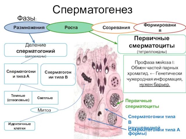 Сперматогенез Фазы: Деление сперматогоний (диплоидны) Сперматогонии типа А Темные (стволовые)