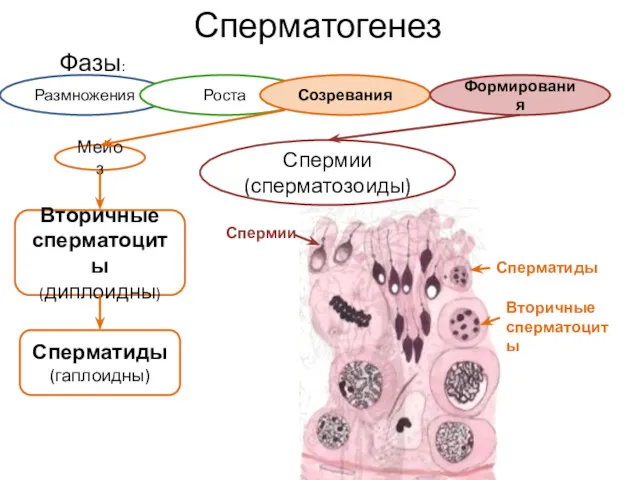 Сперматогенез Фазы: Размножения Роста Созревания Формирования Мейоз Вторичные сперматоциты (диплоидны)