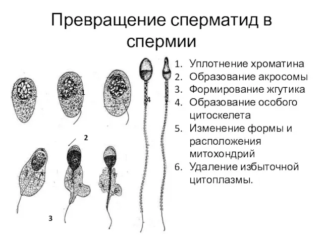 Превращение сперматид в спермии Уплотнение хроматина Образование акросомы Формирование жгутика
