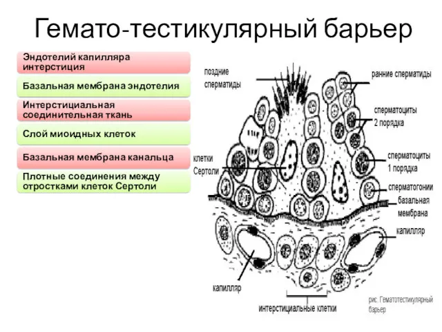 Гемато-тестикулярный барьер Эндотелий капилляра интерстиция Базальная мембрана эндотелия Интерстициальная соединительная