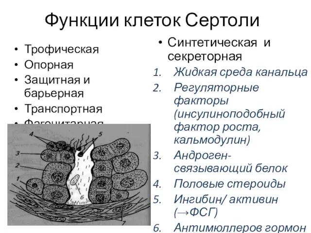 Функции клеток Сертоли Трофическая Опорная Защитная и барьерная Транспортная Фагоцитарная