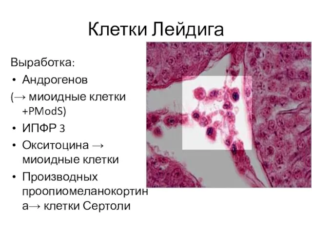 Клетки Лейдига Выработка: Андрогенов (→ миоидные клетки +PModS) ИПФР 3