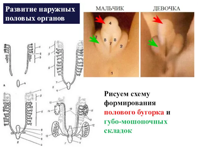 Развитие наружных половых органов Рисуем схему формирования полового бугорка и губо-мошоночных складок