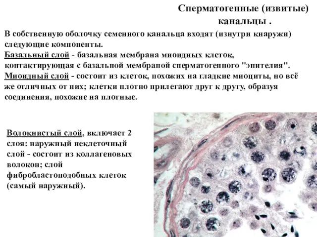 Сперматогенные (извитые) канальцы . В собственную оболочку семенного канальца входят