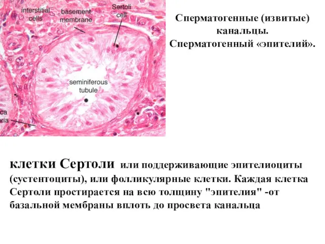 Сперматогенные (извитые) канальцы. Сперматогенный «эпителий». клетки Сертоли или поддерживающие эпителиоциты