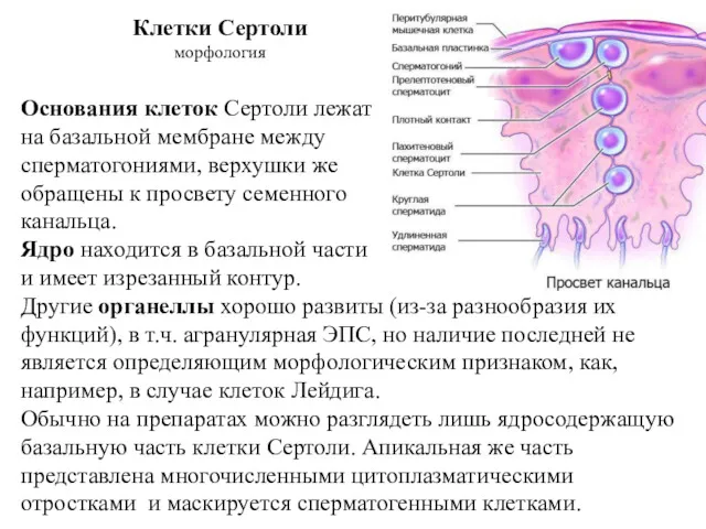 Клетки Сертоли морфология Основания клеток Сертоли лежат на базальной мембране