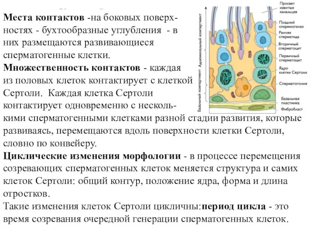 Клетки Сертоли Связь со сперматогенными клетками Места контактов -на боковых