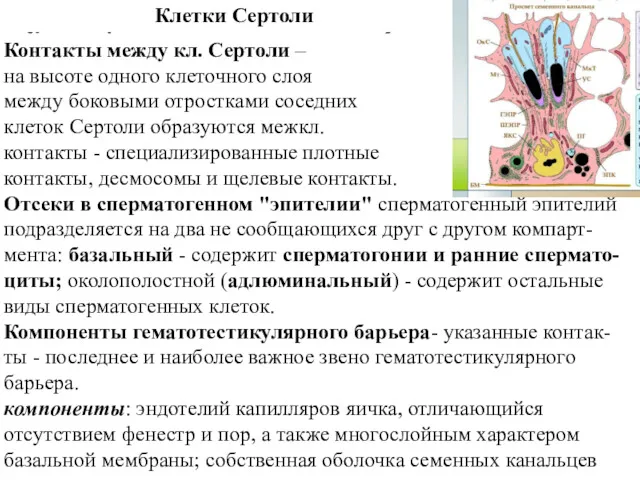 Клетки Сертоли Участие в формировании гематотестикулярного барьера Контакты между кл.