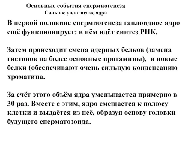 Основные события спермиогенеза Сильное уплотнение ядра В первой половине спермиогенеза