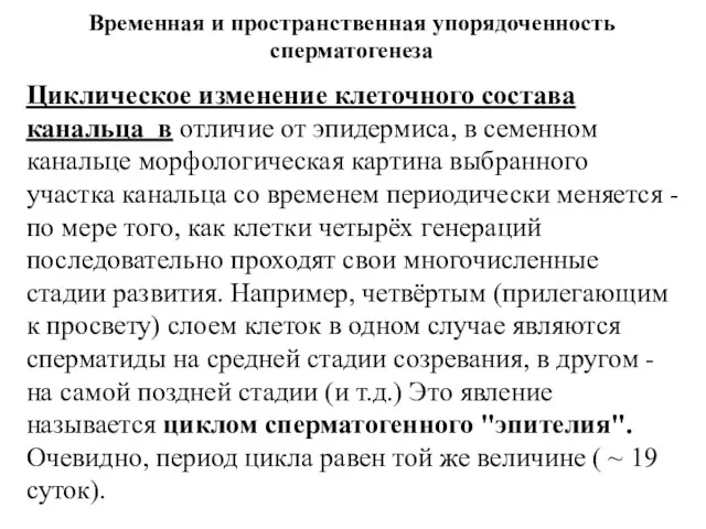 Временная и пространственная упорядоченность сперматогенеза Циклическое изменение клеточного состава канальца