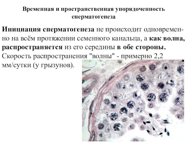 Временная и пространственная упорядоченность сперматогенеза Инициация сперматогенеза не происходит одновремен-но