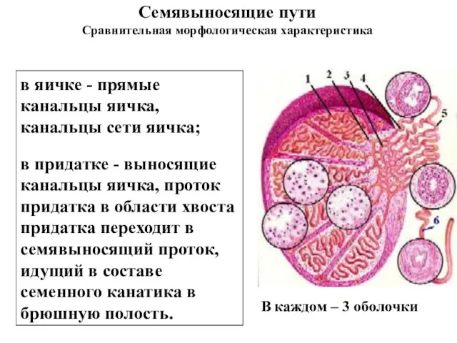 Семявыносящие пути Сравнительная морфологическая характеристика В каждом – 3 оболочки