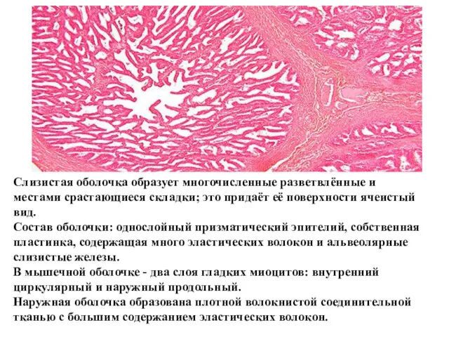 Слизистая оболочка образует многочисленные разветвлённые и местами срастающиеся складки; это