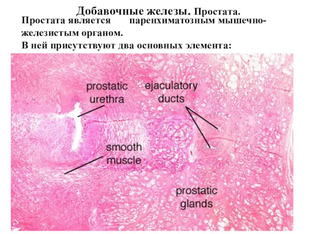 Добавочные железы. Простата. Простата является паренхиматозным мышечно-железистым органом. В ней присутствуют два основных элемента: