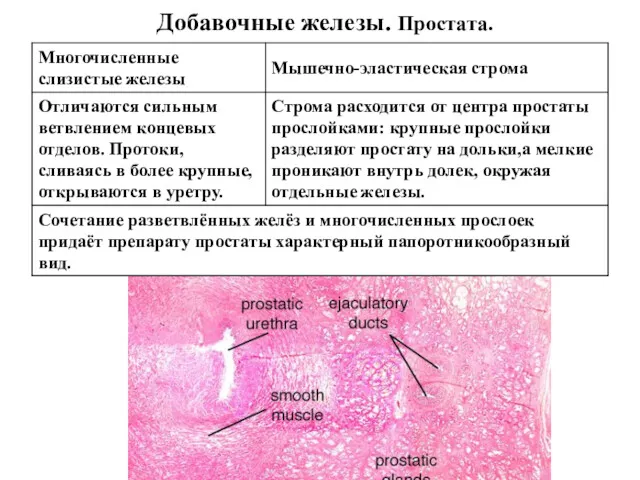 Добавочные железы. Простата.