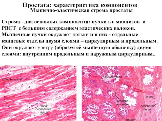 Мышечно-эластическая строма простаты Простата: характеристика компонентов Строма - два основных