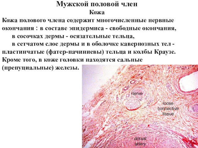 Кожа полового члена содержит многочисленные нервные окончания : в составе