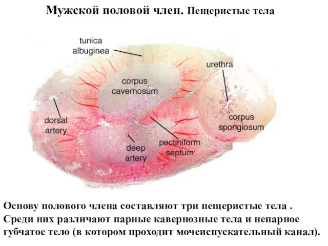 Мужской половой член. Пещеристые тела Основу полового члена составляют три