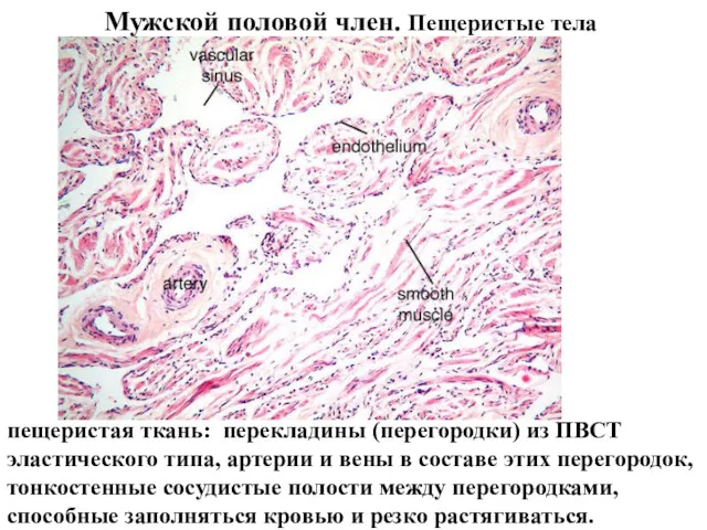 Мужской половой член. Пещеристые тела пещеристая ткань: перекладины (перегородки) из