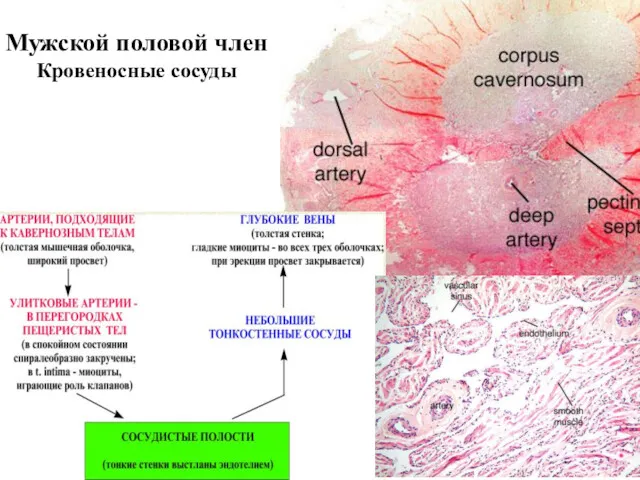 Мужской половой член Кровеносные сосуды