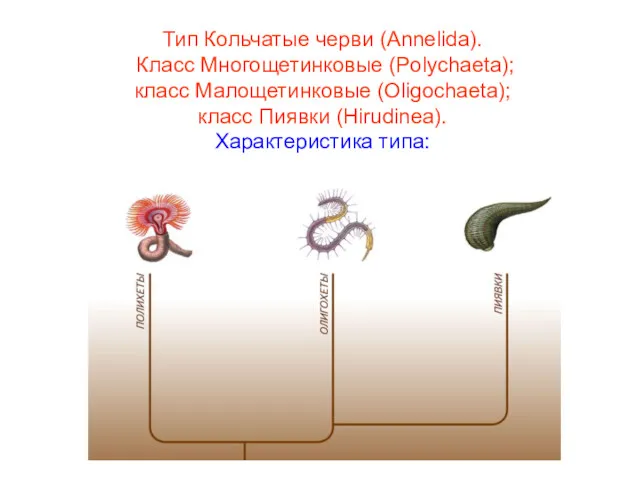 Тип Кольчатые черви (Annelida). Класс Многощетинковые (Polychaeta); класс Малощетинковые (Oligochaeta); класс Пиявки (Hirudinea). Характеристика типа:
