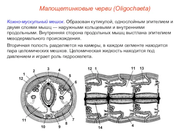 Кожно-мускульный мешок. Образован кутикулой, однослойным эпителием и двумя слоями мышц