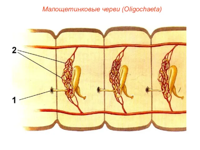 Малощетинковые черви (Oligochaeta)