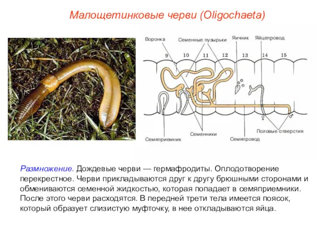 Размножение. Дождевые черви — гермафродиты. Оплодотворение перекрестное. Черви прикладываются друг