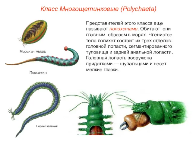 Класс Многощетинковые (Polуchaeta) Представителей этого класса еще называют полихетами. Обитают