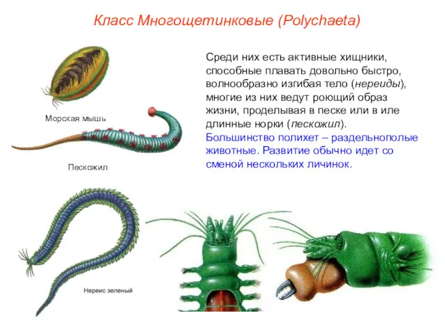 Класс Многощетинковые (Polуchaeta) Среди них есть активные хищники, способные плавать