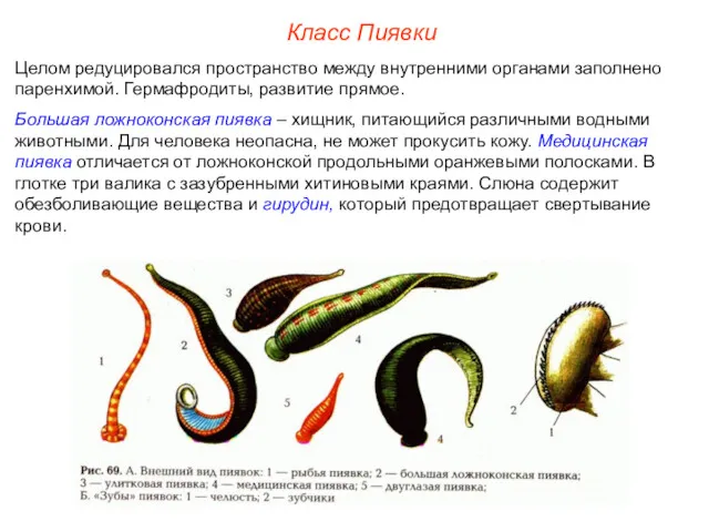 Класс Пиявки Целом редуцировался пространство между внутренними органами заполнено паренхимой.