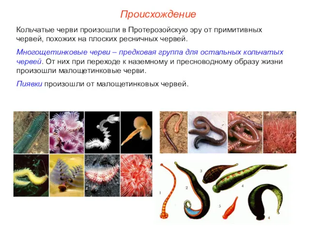 Происхождение Кольчатые черви произошли в Протерозойскую эру от примитивных червей,