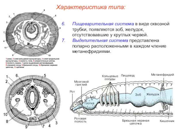 Пищеварительная система в виде сквозной трубки, появляются зоб, желудок, отсутствовавшие