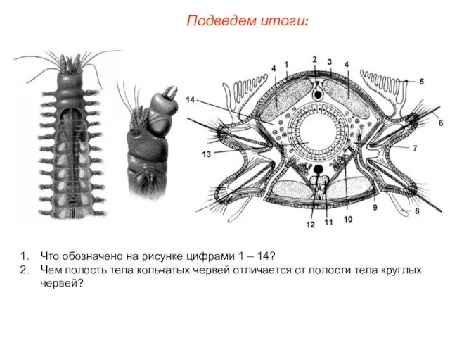 Подведем итоги: Что обозначено на рисунке цифрами 1 – 14?