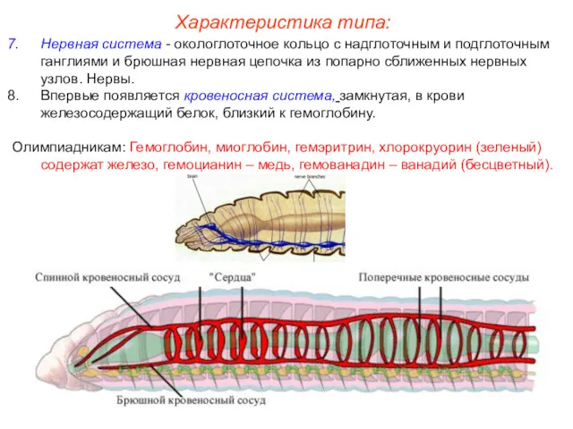 Нервная система - окологлоточное кольцо с надглоточным и подглоточным ганглиями