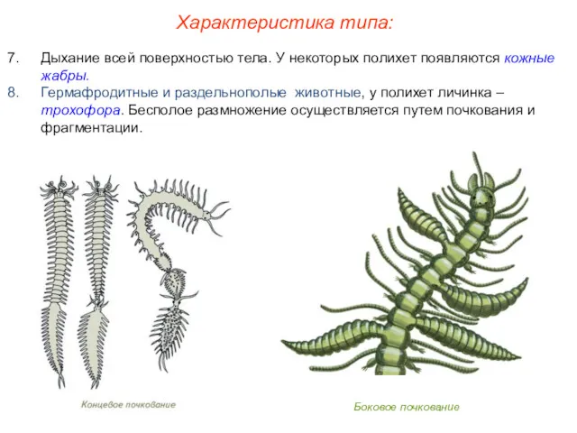 Характеристика типа: Боковое почкование Дыхание всей поверхностью тела. У некоторых