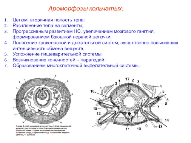 Ароморфозы кольчатых: Целом, вторичная полость тела; Расчленение тела на сегменты;