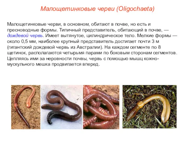 Малощетинковые черви, в основном, обитают в почве, но есть и
