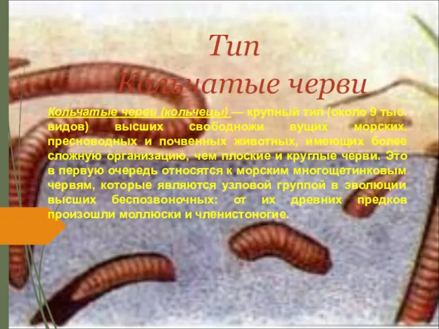 Тип Кольчатые черви Кольчатые черви (кольчецы) — крупный тип (около