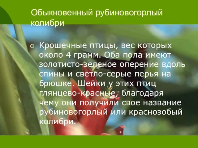 Обыкновенный рубиновогорлый колибри Крошечные птицы, вес которых около 4 грамм.